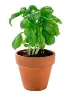 Basil Pot, 210 g (From UAE)