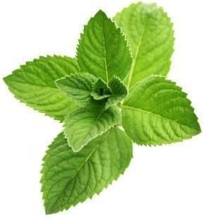 Fresh Mint Leaves, 100G