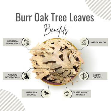 Awafi Mill Oak Leaves 100gm