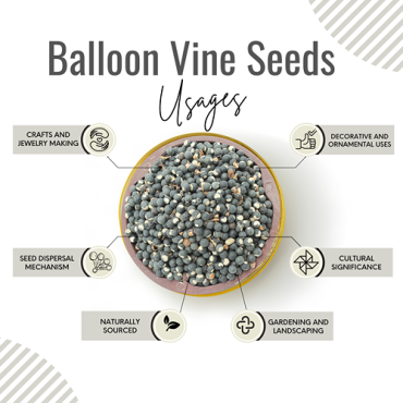 Awafi Mill Balloon Vine Seed Mudakathan 100gm