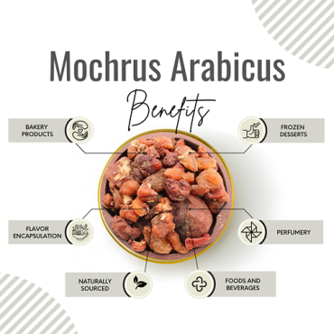 Awafi Mill Mochrus arabicus gum Bombax Ceiba 100gm