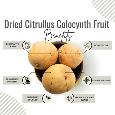 Awafi Mill Dried Colocynth Fruit Citrullus Colocynthis 100gm